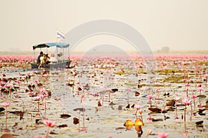 Red lotus in the pond at Kumphawapi, Udonthani, Thailand