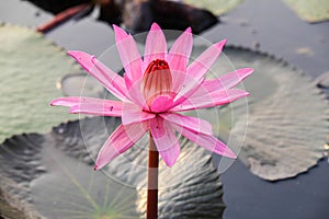 Red lotus in the pond at Kumphawapi, Udonthani, Thailand