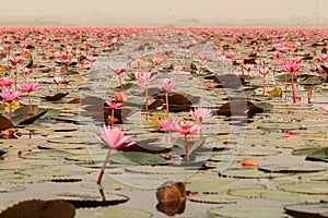 Red lotus in the pond at Kumphawapi, Udonthani, Thailand