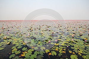 Red lotus in the pond at Kumphawapi, Udonthani, Thailand