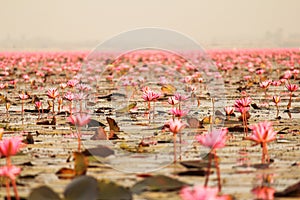 Red lotus in the pond at Kumphawapi, Udonthani, Thailand