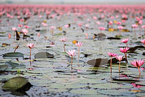 Red lotus in the pond at Kumphawapi, Udonthani, Thailand