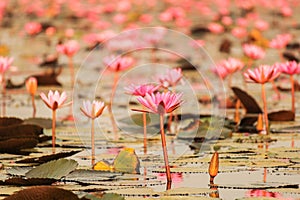 Red lotus in the pond at Kumphawapi, Udonthani, Thailand