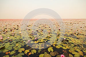 Red lotus in the pond at Kumphawapi, Udonthani, Thailand