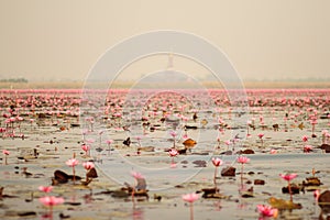 Red lotus in the pond at Kumphawapi, Udonthani, Thailand