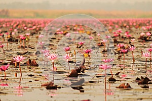 Red lotus in the pond at Kumphawapi, Udonthani, Thailand