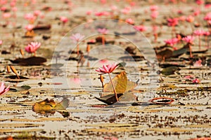 Red lotus in the pond at Kumphawapi, Udonthani, Thailand