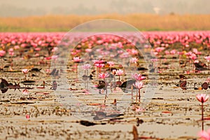 Red lotus in the pond at Kumphawapi, Udonthani, Thailand