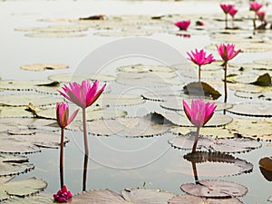 Red lotus in the pond at Wapi Pathum. Maha Sarakham,Thailand