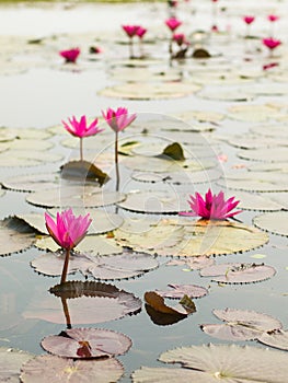 Red lotus in the pond at Wapi Pathum. Maha Sarakham,Thailand