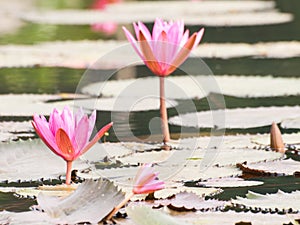 Red lotus in the pond at Wapi Pathum. Maha Sarakham,Thailand