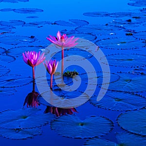 Red Lotus Sea, Udon Thani, Thailand