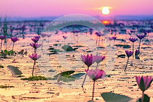 Red Lotus Sea, Udon Thani, Thailand