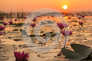 Red Lotus Sea, Udon Thani, Thailand