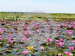 Red lotus sea in Udonthani, Thailand photo