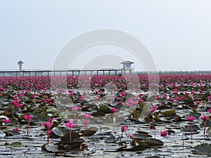 Red lotus in Thalenoi,Patthalung,Thailand