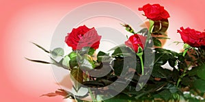 Red love roses, mini