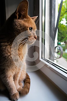 red lovely cat looking out the window