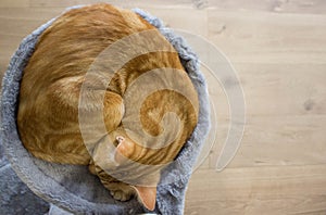 Red lovely kitten is sleeping in the soft basket, scratching post. Wooden background. Concept of pets, domestic animals. Free copy