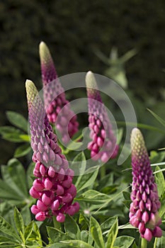 Red Lupin in Full Flower