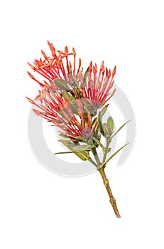 Red lxora flower