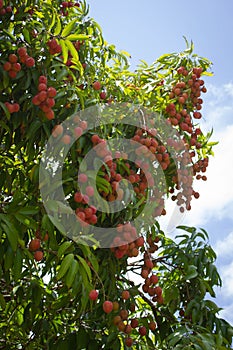 Red lychee fruits on tree