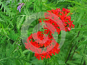 Red Lychnis chalcedonica flowers