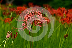 Bloomimg red lycoris radiata photo