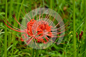 Bloomimg red lycoris radiata