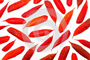 Red, lying leaves with drops of water, isolated on a white background with a clipping path. Autumn colors.