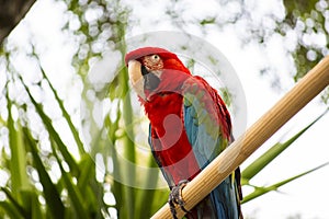 Red Macaw