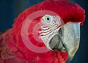 Red macaw aka Arara vermelha, exotic brazilian bird - photo of the head of a red macaw in closeup