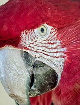 Red macaw aka Arara vermelha, exotic brazilian bird - photo of the head of a red macaw in closeup