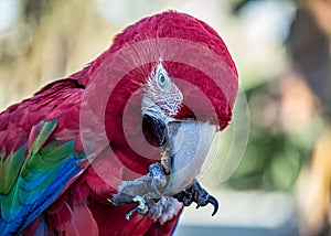 Red macaw aka Arara vermelha - photo in detail of red macaw feeding on fruit