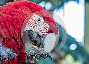 Red macaw aka Arara vermelha - photo in detail of red macaw feeding on fruit