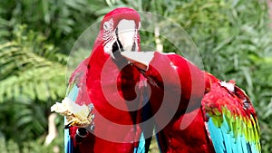 Red Macaw, Ara chloropterus or harlequin