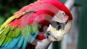 Red Macaw, Ara chloropterus or harlequin