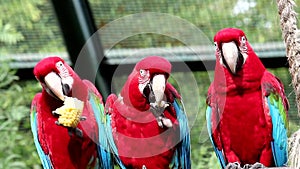 Red Macaw, Ara chloropterus or harlequin