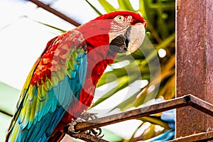 Red Macaw or Ara cockatoos parrot