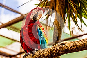 Red Macaw or Ara cockatoos parrot