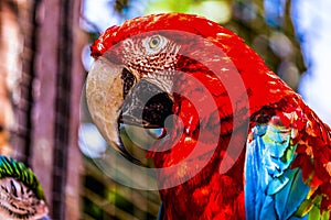 Red Macaw or Ara cockatoos parrot closeup