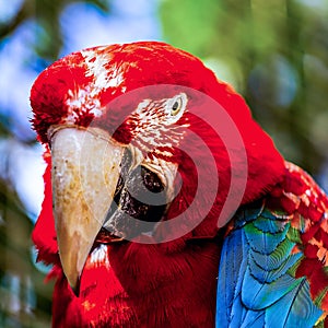 Red Macaw or Ara cockatoos parrot closeup