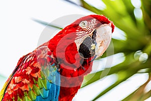 Red Macaw or Ara cockatoos parrot closeup