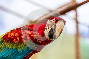 Red Macaw or Ara cockatoos parrot closeup