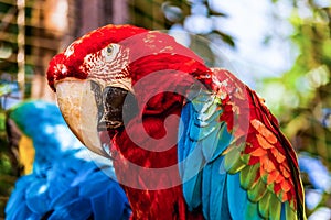 Red Macaw or Ara cockatoos parrot closeup