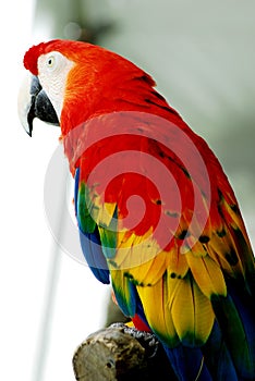 Red Macaw Bird