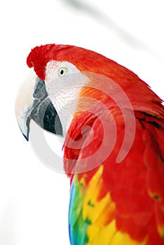 Red Macaw Bird