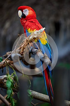 Red macaw bird perching on the branch