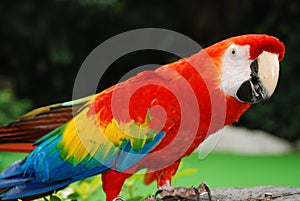 Red macaw bird portrait