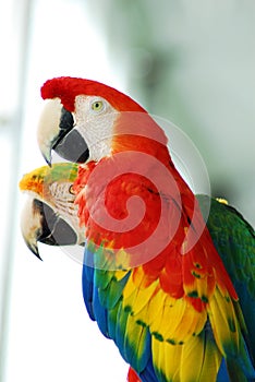 Red macaw birds couple
